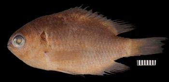 Media type: image;   Ichthyology 172595 Aspect: lateral,description